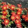Rosier Bee's Paradise Light Red -Promesse Fleurs Boutique Bees Paradise Light Red 167202 1