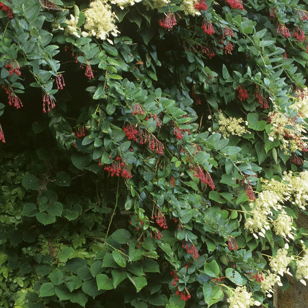 Berberidopsis Corallina - Plante Corail 3 Berberidopsis Corallina - Plante Corail