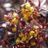 Berberis Thunderbolt® - Epine-vinette -Promesse Fleurs Boutique Berberis Thunderbolt 85469 1