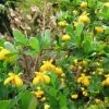 Berberis Buxifolia Nana - Epine-vinette à Feuilles De Buis -Promesse Fleurs Boutique Berberis buxifolia Nana ld Wallygrom 781560 1