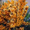Berberis Linearifolia Orange King - Epine-vinette -Promesse Fleurs Boutique Berberis linearifolia Orange King Epine vinette 83955 1