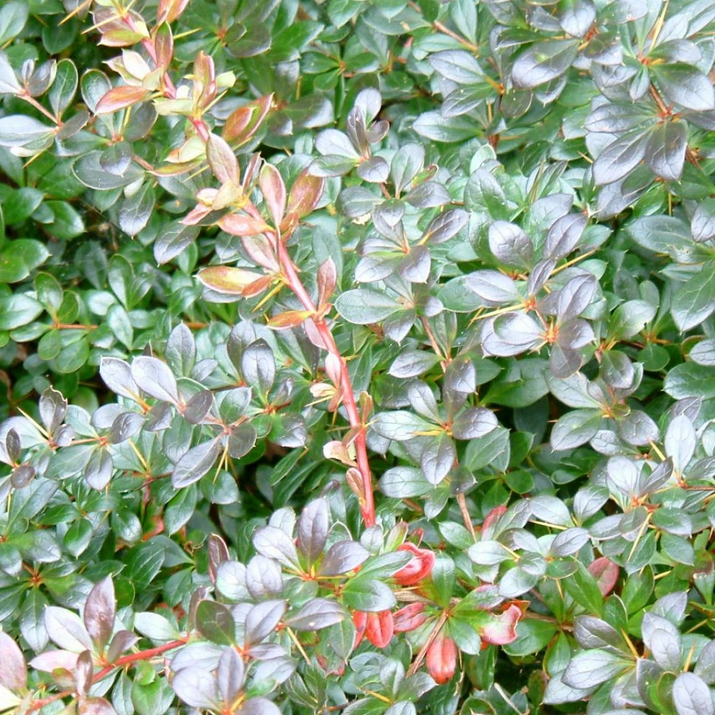 Berberis Media Red Jewel - Epine-vinette 3 Berberis Media Red Jewel - Epine-vinette