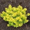 Berberis Thunbergii Bonanza Gold - Épine-vinette De Thunberg -Promesse Fleurs Boutique Berberis thunbergii Bonanza Gold 100395 1