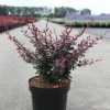 Berberis Thunbergii Dart's Red Lady - Épine-vinette
