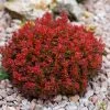 Berberis Thunbergii Lutin Rouge - Epine-vinette Naine 2 Berberis Thunbergii Lutin Rouge - Epine-vinette Naine -Promesse Fleurs Boutique Berberis thunbergii Lutin Rouge 100398 1