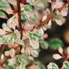 Berberis Thunbergii Natasza -Promesse Fleurs Boutique Berberis thunbergii Natasza 100399 1