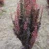 Beberis Thunbergii Red Rocket - Epine-vinette -Promesse Fleurs Boutique Berberis thunbergii Red Rocket 87958 1