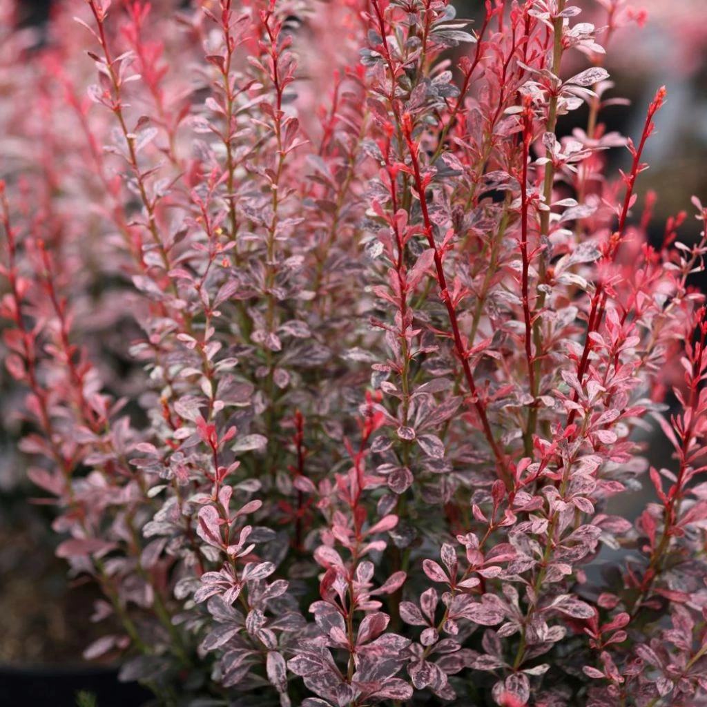 Berberis Thunbergii Rosy Rocket 3 Berberis Thunbergii Rosy Rocket