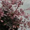 Berberis Thunbergii Rosy Glow -Promesse Fleurs Boutique Berberis thunbergii Rosy glow 7516 1