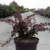 Berberis Thunbergii Toscana -Promesse Fleurs Boutique Berberis thunbergii Toscana 100401 1