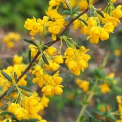 Berberis X Stenophylla - Épine-vinette à Feuilles étroites