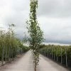 Betula Pendula Fastigiata - Bouleau Fastigié 2 Betula Pendula Fastigiata - Bouleau Fastigié -Promesse Fleurs Boutique Betula pendula Fastigiata 83968 1