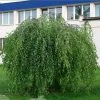Bouleau Pleureur Youngii - Betula Pendula -Promesse Fleurs Boutique Betula pendula Youngii 83970 1