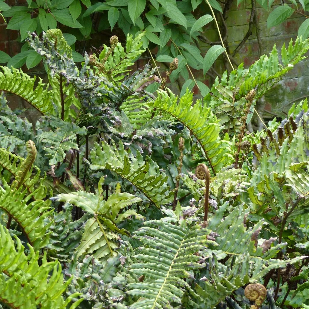 Blechnum Chilense 3 Blechnum Chilense