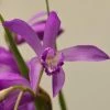 Bletilla Striata Soryu Blue Dragon - Orchidée Jacinthe Bleue -Promesse Fleurs Boutique Bletilla striata Soryu V 5034 1