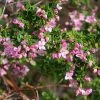 Boronia Crenulata Shark Bay - Boronie à Feuilles Crénelées -Promesse Fleurs Boutique Boronia crenulata Shark Bay 100406 1