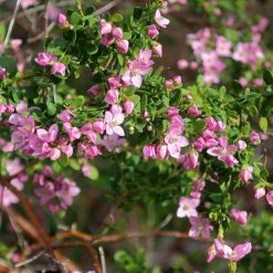 Boronia Crenulata Shark Bay - Boronie à Feuilles Crénelées