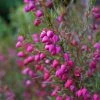 Boronia Heterophylla - Boronie à Feuillage Varié. -Promesse Fleurs Boutique Boronia heterophylla 83395 1