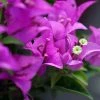 Bougainvillier Violet De Mèze 1 Bougainvillier Violet De Mèze -Promesse Fleurs Boutique Bougainvillea spectoglabra Violet de meze 83235 1
