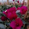 Bougainvillier Spectabilis Pourpre Violacé -Promesse Fleurs Boutique Bougainvillee spectabilis Pourpre 87008 1