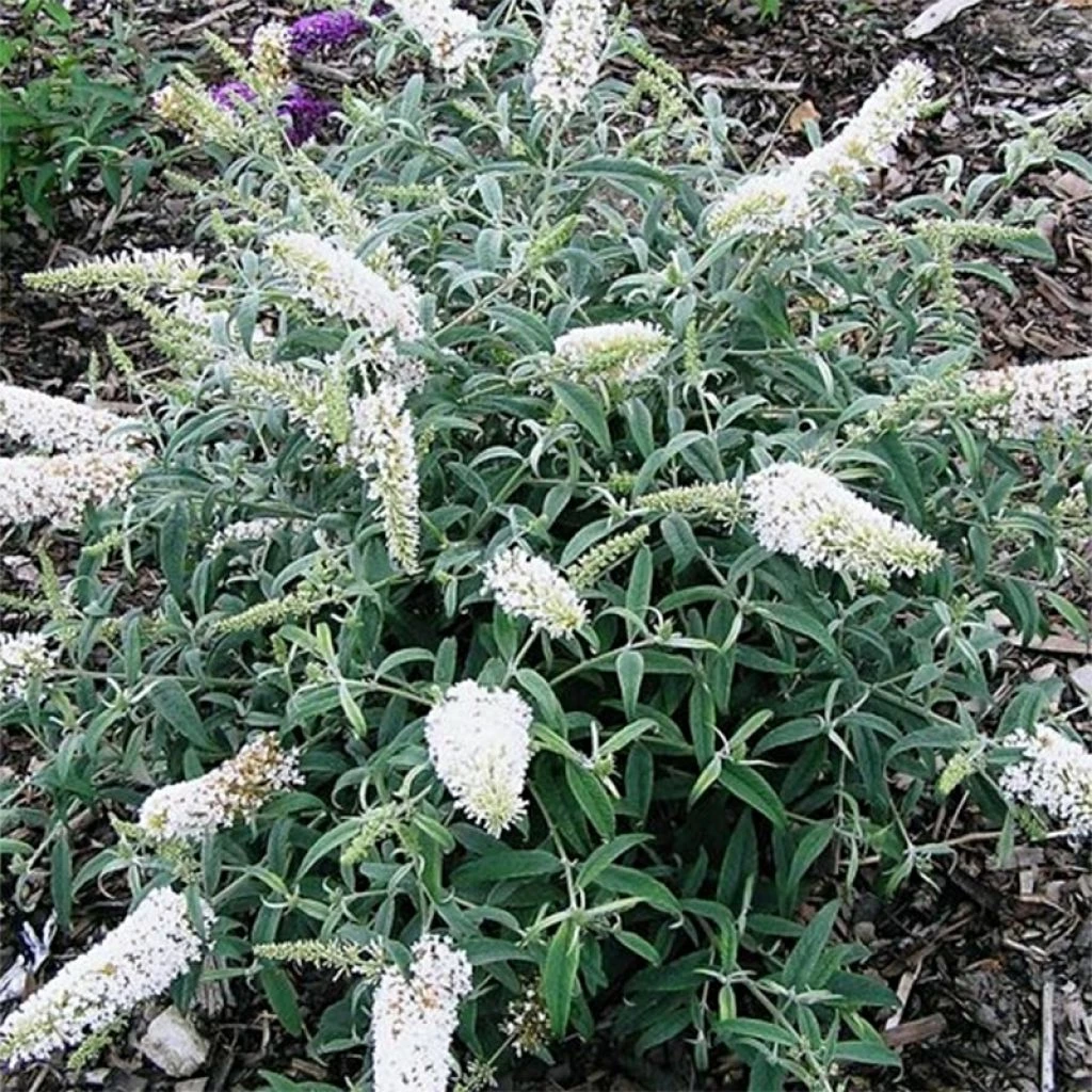 Buddleia Davidii White Ball 3 Buddleia Davidii White Ball