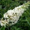 Buddleia Davidii Nanho White - Arbre Aux Papillons Nain -Promesse Fleurs Boutique Buddleia davidii Nanho White 87570 1