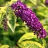 Buddleia Davidii Santana - Arbre à Papillons Panaché 1 Buddleia Davidii Santana - Arbre à Papillons Panaché -Promesse Fleurs Boutique Buddleia davidii Santana 87573 1