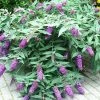 Buddleja BLOOMTASTIC® Dreaming Lavender - Arbre Aux Papillons Nain