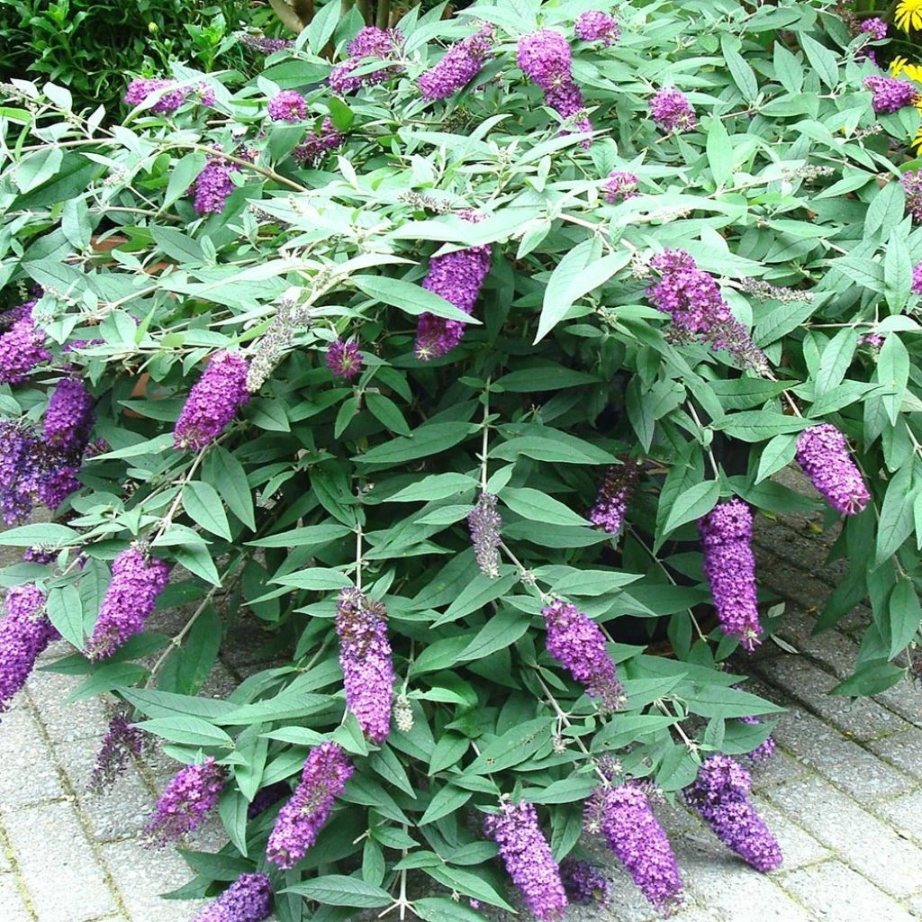 Buddleja BLOOMTASTIC® Dreaming Lavender - Arbre Aux Papillons Nain 3 Buddleja BLOOMTASTIC® Dreaming Lavender - Arbre Aux Papillons Nain