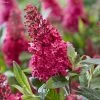 Buddleja Davidii Butterfly Candy Little Ruby - Arbre Aux Papillons Nain 1 Buddleja Davidii Butterfly Candy Little Ruby - Arbre Aux Papillons Nain -Promesse Fleurs Boutique Buddleja Butterfly Candy Little Ruby copyright 17556 1