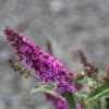 Buddleja Pink Micro Chip - Arbre Aux Papillons Nain -Promesse Fleurs Boutique Buddleja Pink Micro Chip 84812 1