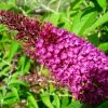 Buddleja Davidii Sugar Plum - Arbre Aux Papillons 2 Buddleja Davidii Sugar Plum - Arbre Aux Papillons -Promesse Fleurs Boutique Buddleja davidii Sugar Plum 83973 1