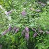 Buddleja Lindleyana - Arbre Aux Papillons De Lindley -Promesse Fleurs Boutique Buddleja lindleyana 83974 1