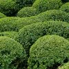 Buis - Buxus Microphylla Faulkner 2 Buis - Buxus Microphylla Faulkner -Promesse Fleurs Boutique Buxus microphylla Faulkner 84797 1