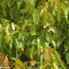 Camphrier - Cinnamomum Camphora -Promesse Fleurs Boutique CINNAMOMUM CAMPHORA 781730 1