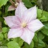 Clématite - Clematis Caroline -Promesse Fleurs Boutique CLEMATIS CAROLINE 67804 1