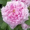 Rosier Ancien Comte De Chambord -Promesse Fleurs Boutique COMTE DE CHAMBORD 822762 1