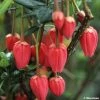 Crinodendron Hookerianum - Arbre Aux Lanternes 1 Crinodendron Hookerianum - Arbre Aux Lanternes -Promesse Fleurs Boutique CRINODENDRON HOOKERIANUM 781681 1