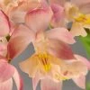 Calanthe Arizona Dream - Orchidée Vivace -Promesse Fleurs Boutique Calanthe Arizona Dream Orchidee vivace IF 18958 1
