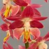Calanthe Red Sunset - Orchidée Vivace -Promesse Fleurs Boutique Calanthe Red Sunset Orchidee vivace IF 18957 1