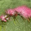 Calliandra Surinamensis Dixie Pink - Arbre Aux Houpettes -Promesse Fleurs Boutique Calliandra surinamensis Dixie Pink IF 17247 1