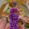 Callicarpa Bodinieri Imperial Pearl -Promesse Fleurs Boutique Callicarpa Imperial Pearl 82633 1