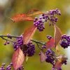 Callicarpa Bodinieri Magical Purple Giant -Promesse Fleurs Boutique Callicarpa bodinieri Magical Purple Giant copyright 18287 1