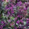 Callicarpa Bodinieri Pearl Glam -Promesse Fleurs Boutique Callicarpa bodinieri Pearl Glam IF 189770 1