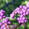 Callicarpa Japonica - Arbuste Aux Bonbons Du Japon 2 Callicarpa Japonica - Arbuste Aux Bonbons Du Japon -Promesse Fleurs Boutique Callicarpa japonica 87130 1