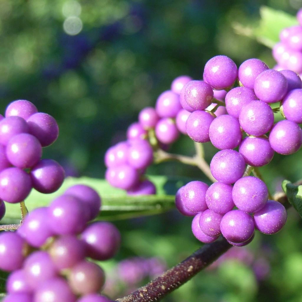 Callicarpa Japonica - Arbuste Aux Bonbons Du Japon 3 Callicarpa Japonica - Arbuste Aux Bonbons Du Japon