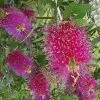 Callistemon Citrinus Burgundy - Rince Bouteille -Promesse Fleurs Boutique Callistemon citrinus Burgundy 87061 1