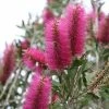 Callistemon Citrinus Mauve Mist - Rince Bouteille -Promesse Fleurs Boutique Callistemon citrinus Mauve Mist 87064 1