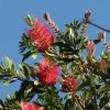 Callistemon Citrinus Splendens - Rince-bouteille -Promesse Fleurs Boutique Callistemon citrinus Splendens 83511 1