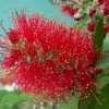 Callistemon Masotti Mini Red - Rince Bouteille 2 Callistemon Masotti Mini Red - Rince Bouteille -Promesse Fleurs Boutique Callistemon masotti Mini Red 87063 1